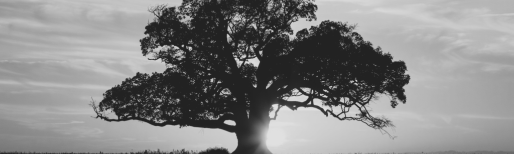 tree with sun behind it for high ridge mo tree care